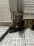 Cachorro raça SRD  idade 2 a 6 meses nome Mille