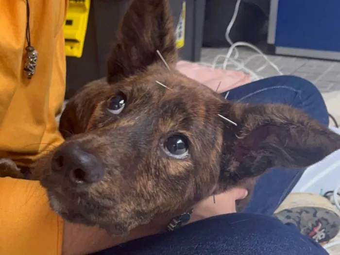 Cachorro raça SRD  idade 2 a 6 meses nome Mille