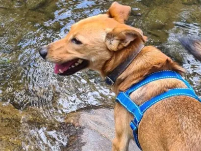 Cachorro raça SRD-ViraLata idade 4 anos nome Spidey