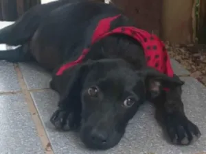 Cachorro raça SRD-ViraLata idade 2 a 6 meses nome Jordan