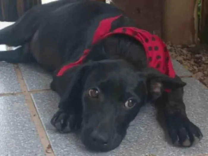 Cachorro ra a SRD-ViraLata idade 2 a 6 meses nome Jordan