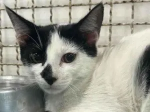 Gato raça SRD-ViraLata idade 2 a 6 meses nome Tommy e Lanny