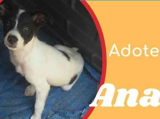 Cachorro raça SRD idade 2 a 6 meses nome Ana