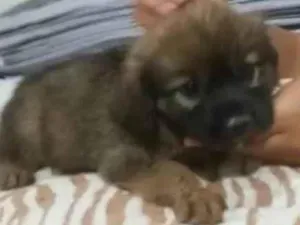Cachorro raça SRD idade 2 a 6 meses nome Sara 