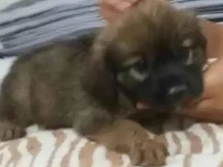 Cachorro raça SRD idade 2 a 6 meses nome Sara 