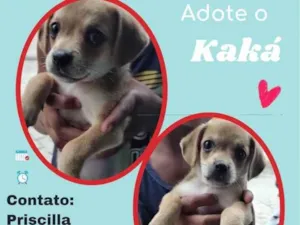 Cachorro raça SRD idade 2 a 6 meses nome Kaká 