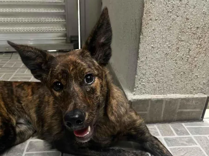 Cachorro raça SRD  idade 2 a 6 meses nome Mille