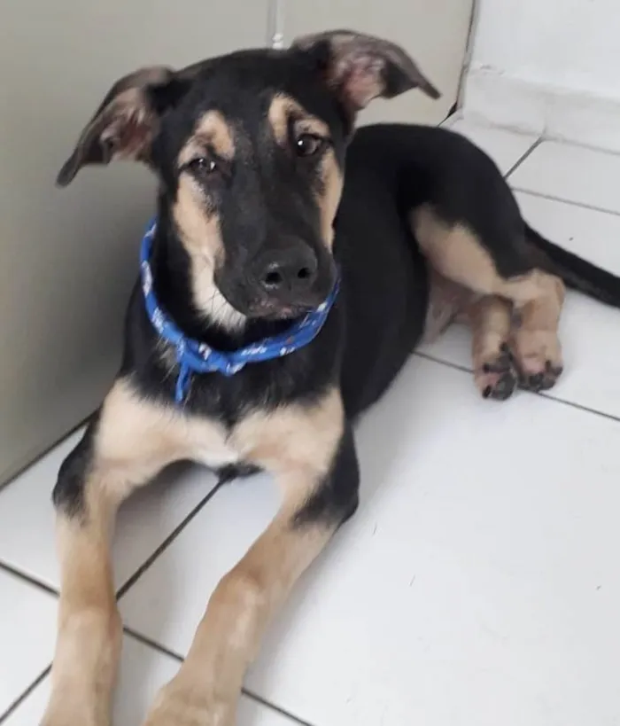 Cachorro raça SRD-ViraLata idade 7 a 11 meses nome BART