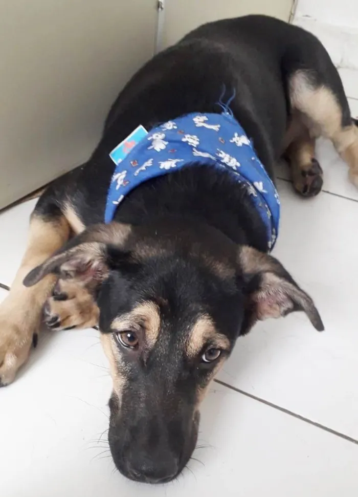 Cachorro raça SRD-ViraLata idade 7 a 11 meses nome BART