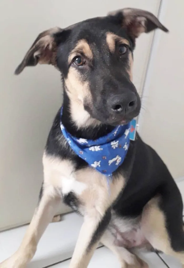 Cachorro raça SRD-ViraLata idade 7 a 11 meses nome BART