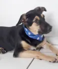 Cachorro raça SRD-ViraLata idade 7 a 11 meses nome BART