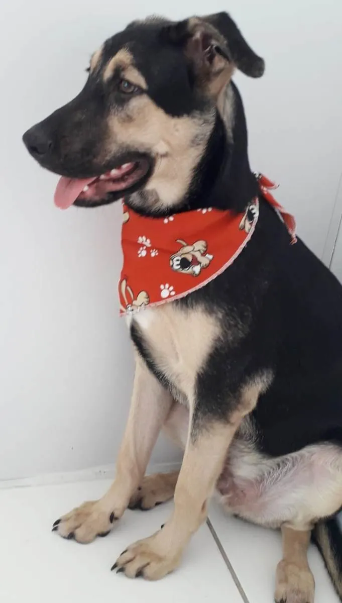 Cachorro raça SRD-ViraLata idade 7 a 11 meses nome BART