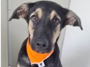 Cachorro raça SRD-ViraLata idade 7 a 11 meses nome BART