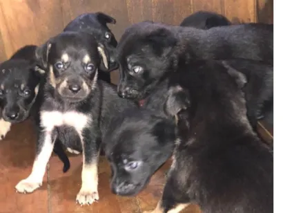 Cachorro raça SRD-ViraLata idade Abaixo de 2 meses nome Sem nomes 