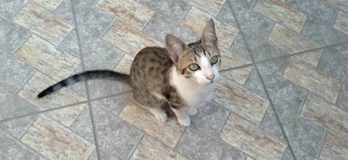 Gato ra a SRD-ViraLata idade 2 a 6 meses nome Sem nome