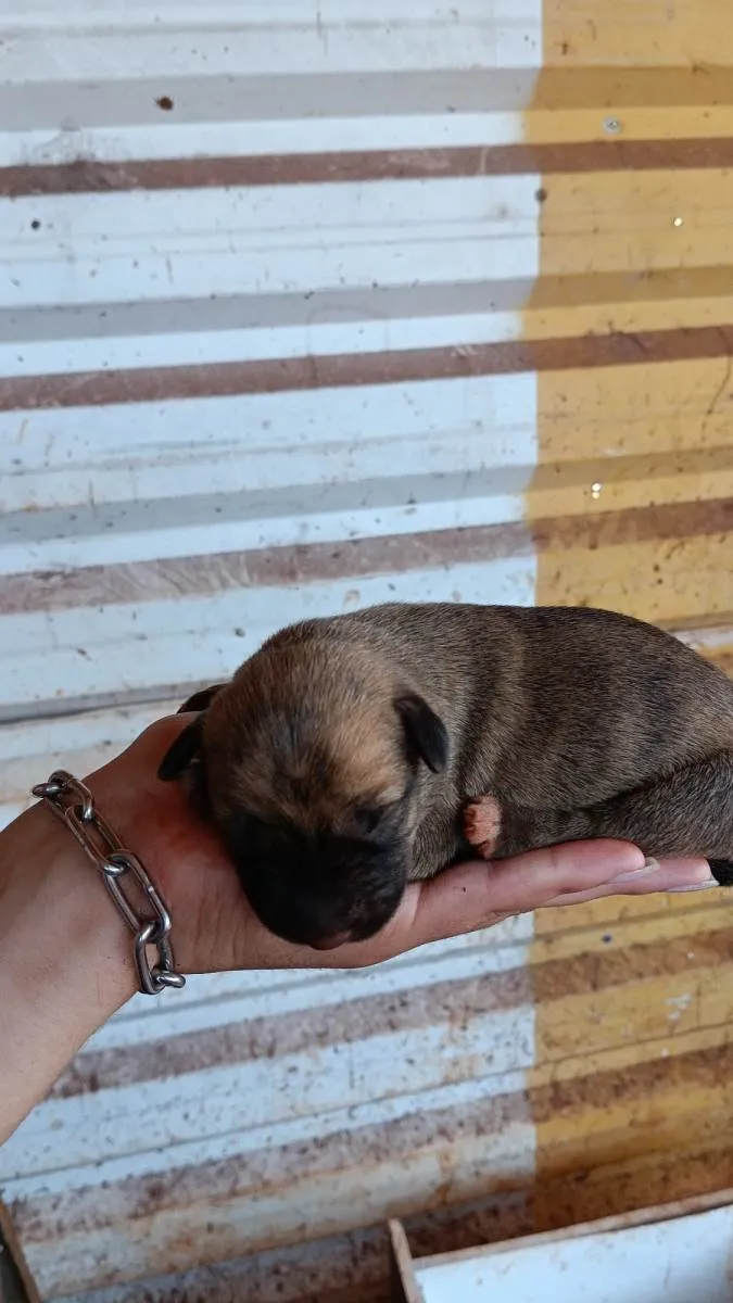 Cachorro ra a Fila com vira lata idade  nome Filhotes 