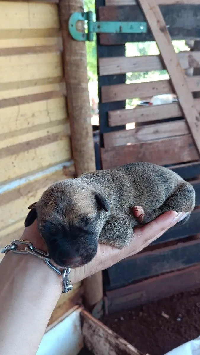 Cachorro ra a Fila com vira lata idade  nome Filhotes 