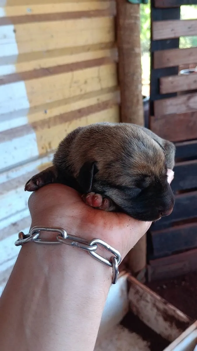 Cachorro ra a Fila com vira lata idade  nome Filhotes 