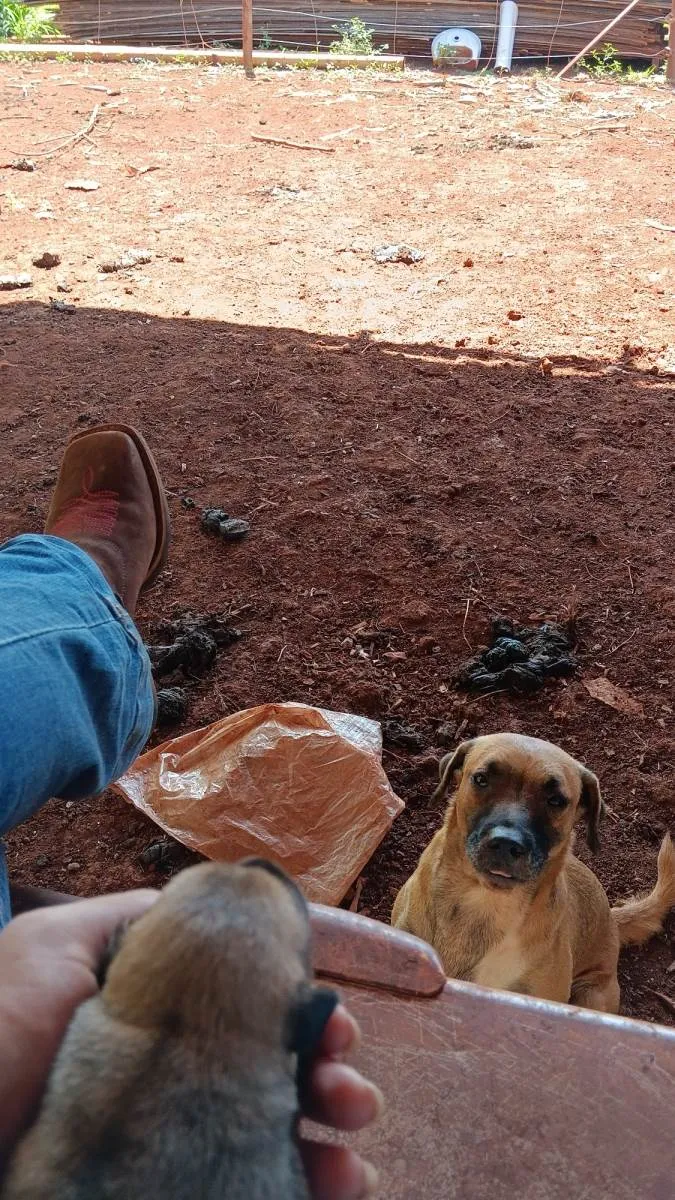 Cachorro ra a Fila com vira lata idade  nome Filhotes 