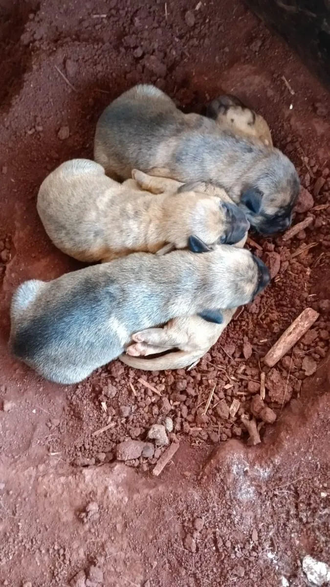 Cachorro ra a Fila com vira lata idade  nome Filhotes 