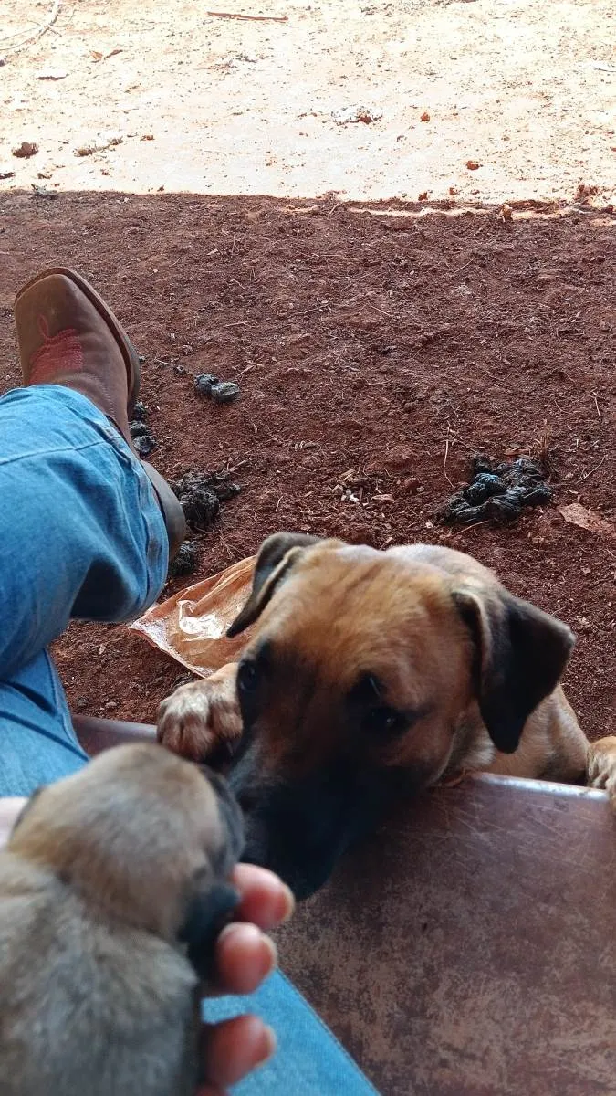 Cachorro ra a Fila com vira lata idade  nome Filhotes 