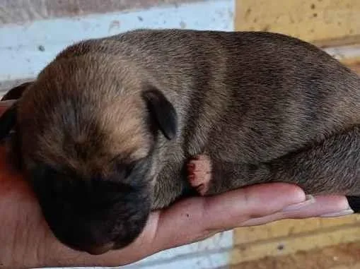 Cachorro ra a Fila com vira lata idade  nome Filhotes 