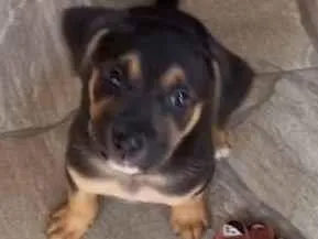 Cachorro raça Labrador idade Abaixo de 2 meses nome Scott