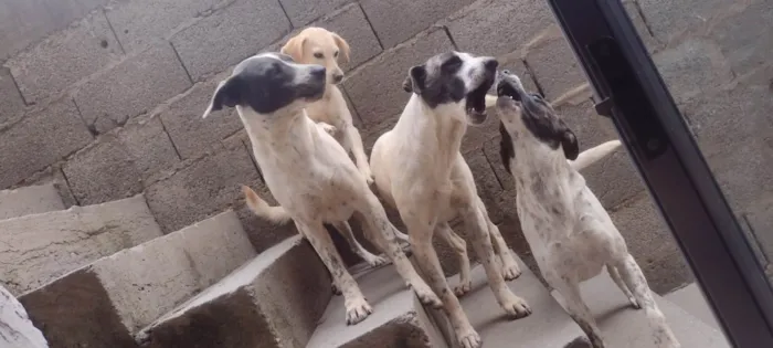 Cachorro ra a SRD-ViraLata idade 1 ano nome Ota