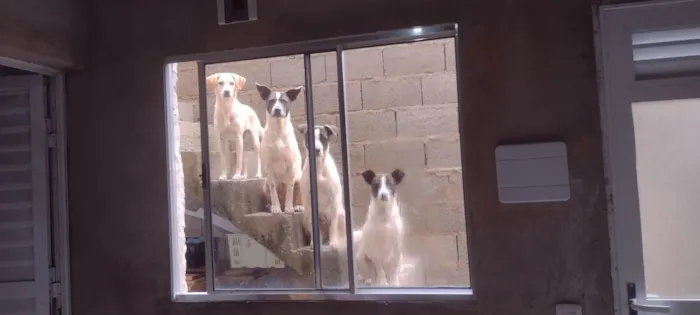 Cachorro ra a SRD-ViraLata idade 1 ano nome Ota