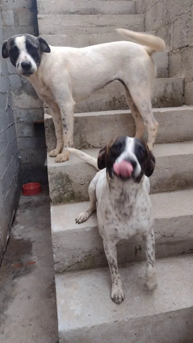 Cachorro ra a SRD-ViraLata idade 1 ano nome Ota