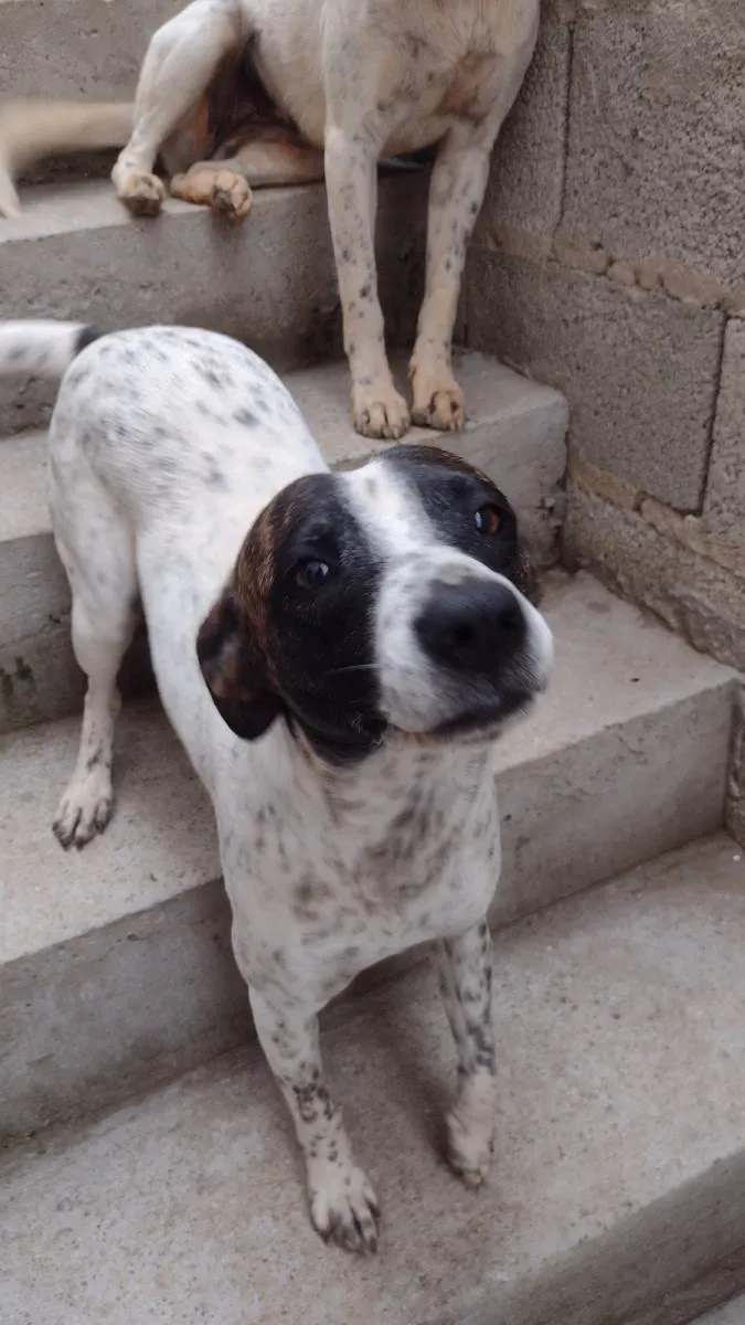 Cachorro ra a SRD-ViraLata idade 1 ano nome Ota