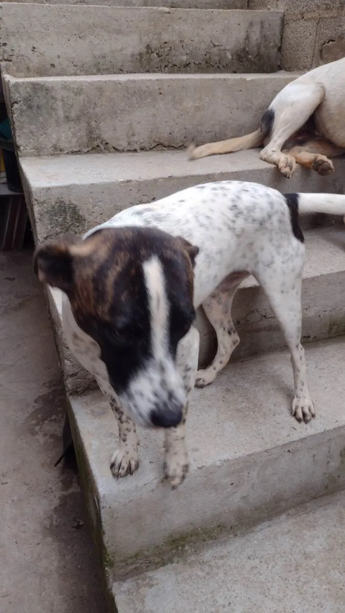 Cachorro ra a SRD-ViraLata idade 1 ano nome Ota