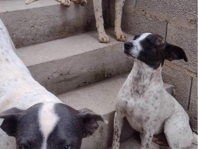 Cachorro ra a SRD-ViraLata idade 1 ano nome Ota