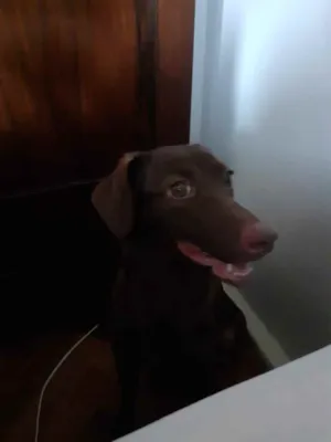 Cachorro raça Vira-lata com labrador  idade 7 a 11 meses nome Marley