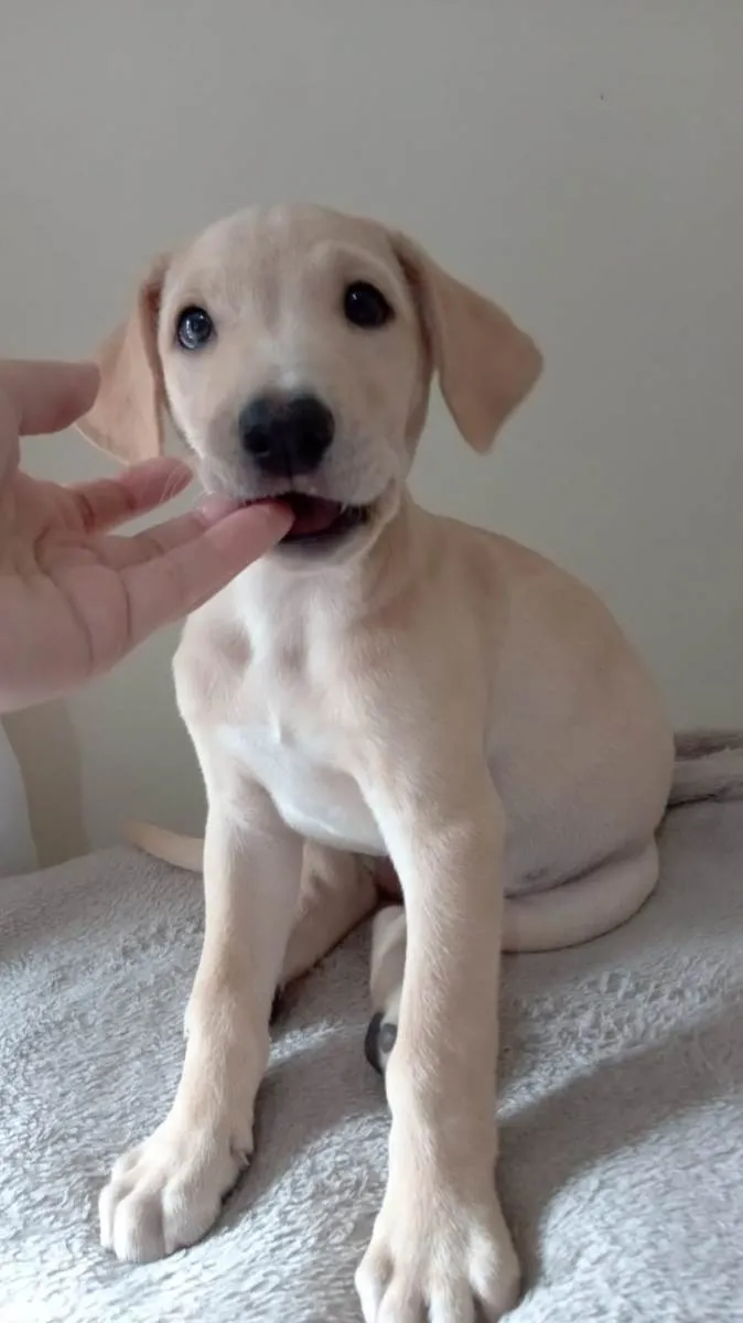 Cachorro ra a  idade 2 a 6 meses nome Bebê 