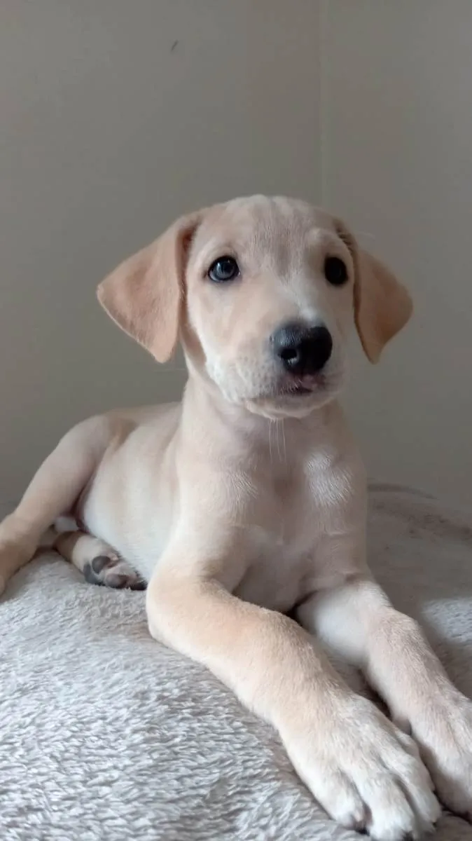 Cachorro ra a  idade 2 a 6 meses nome Bebê 