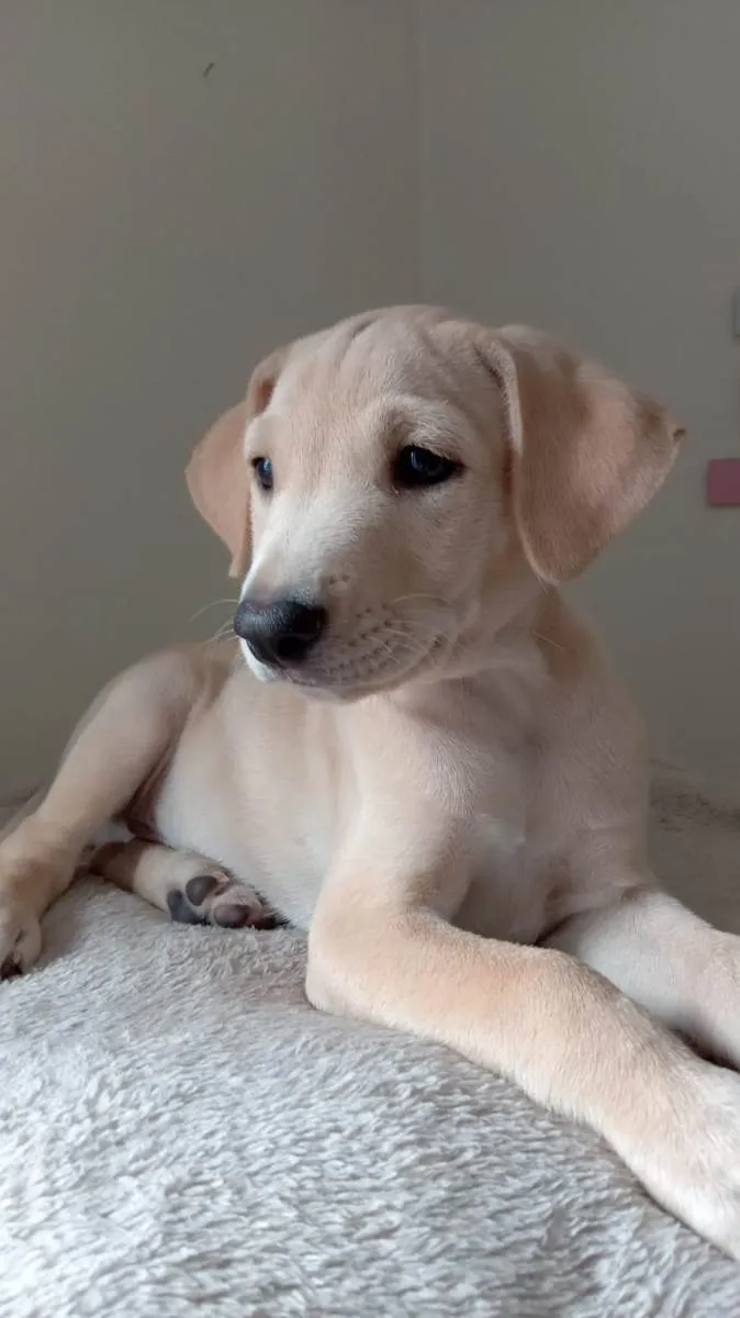 Cachorro ra a  idade 2 a 6 meses nome Bebê 