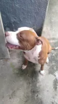 Pitt