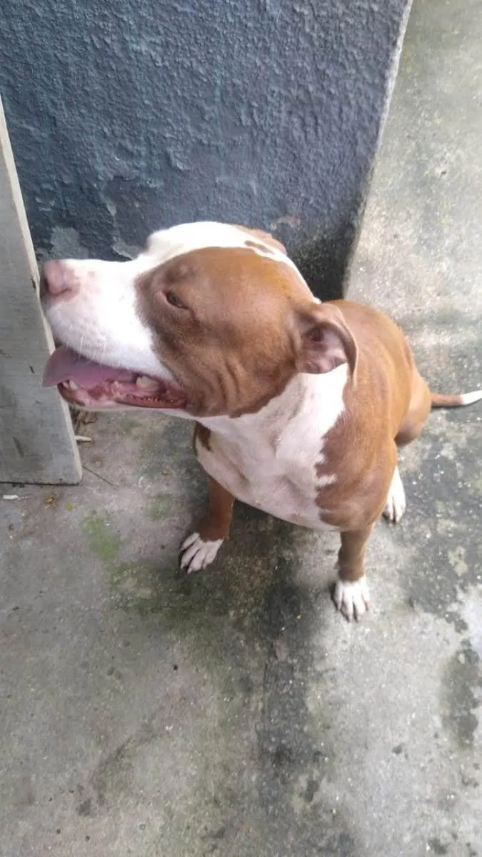 Cachorro ra a Pit-Bull idade 7 a 11 meses nome Pitt