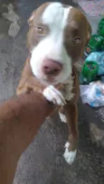 Pitt