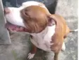 Pitt
