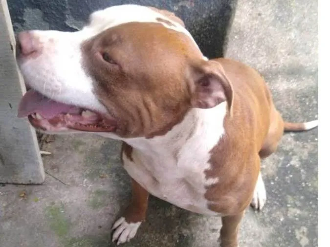 Cachorro ra a Pit-Bull idade 7 a 11 meses nome Pitt