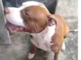 Pitt