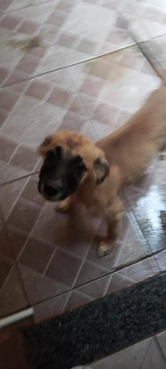 Cachorro ra a SRD-ViraLata idade 2 a 6 meses nome sem nome