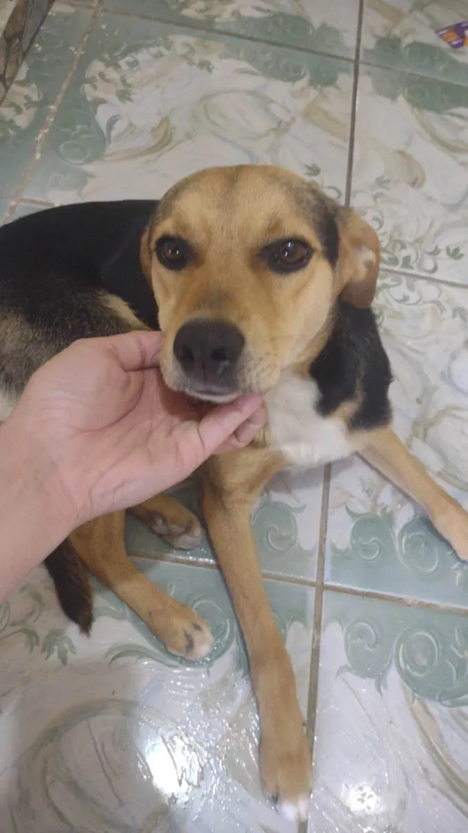 Cachorro ra a SRD-ViraLata idade 1 ano nome Nick