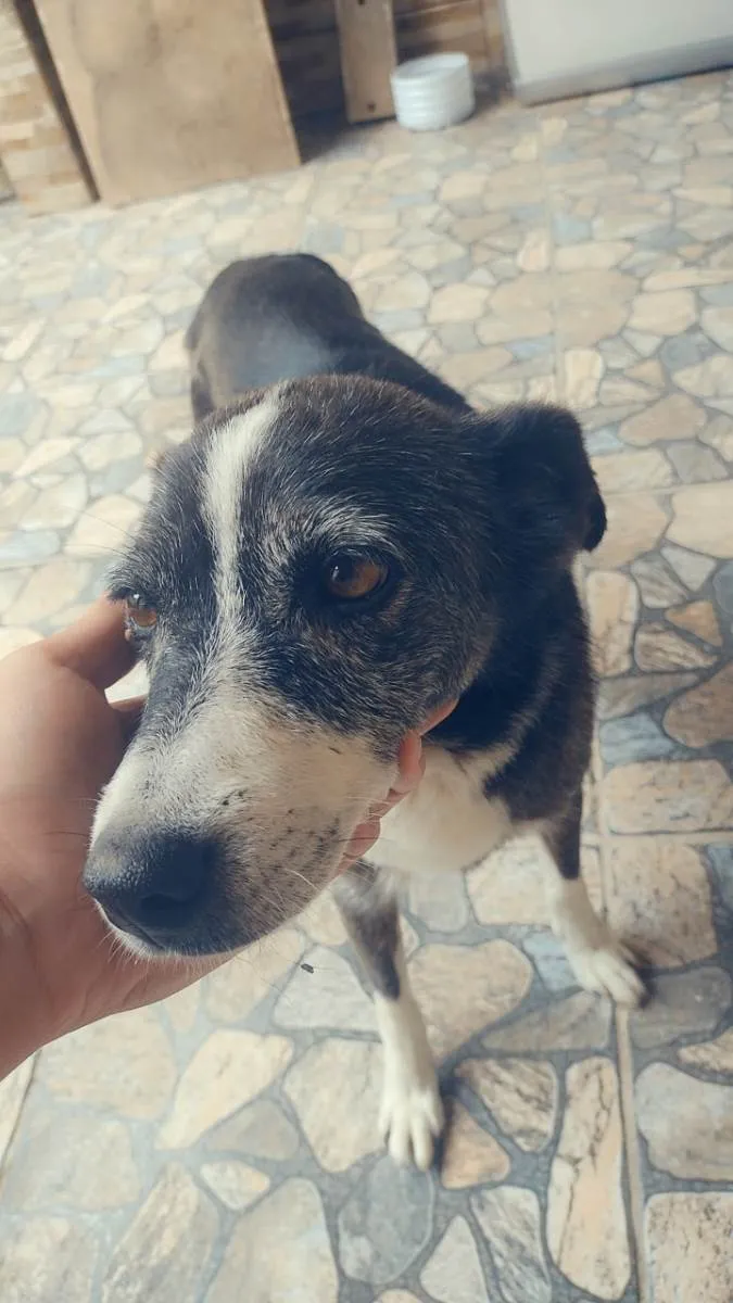 Cachorro ra a SRD-ViraLata idade 6 ou mais anos nome Belinha 