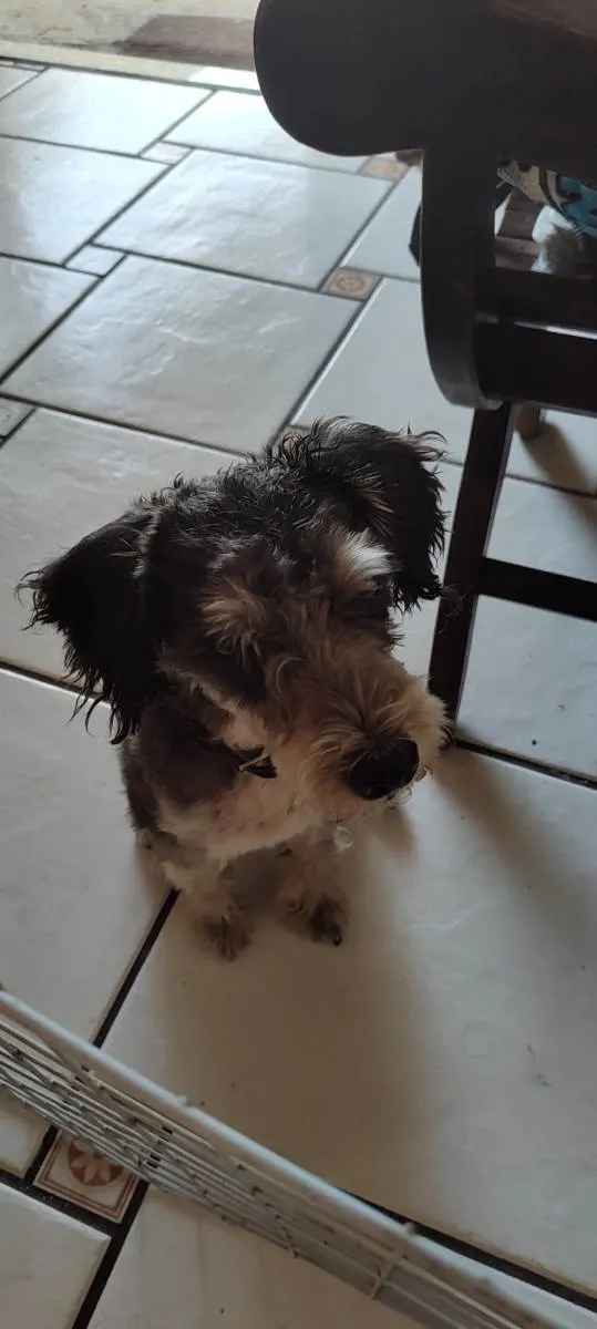 Cachorro ra a Schnauzer  idade  nome Não sabemos o nome 