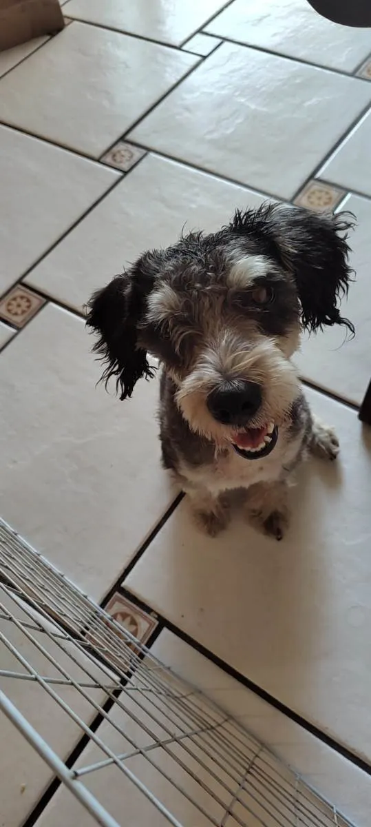 Cachorro ra a Schnauzer  idade  nome Não sabemos o nome 