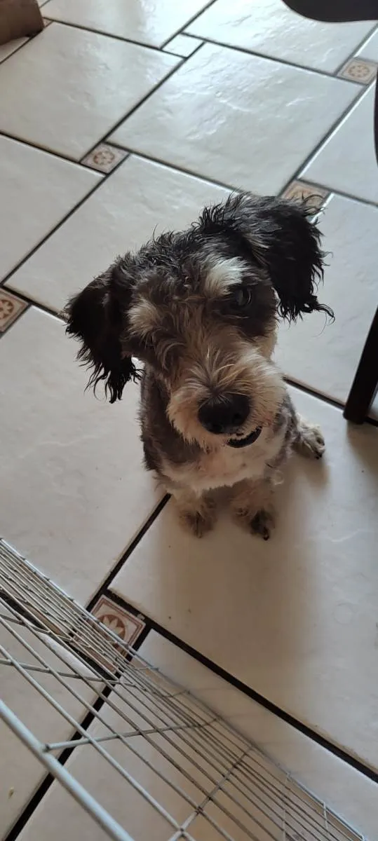 Cachorro ra a Schnauzer  idade  nome Não sabemos o nome 