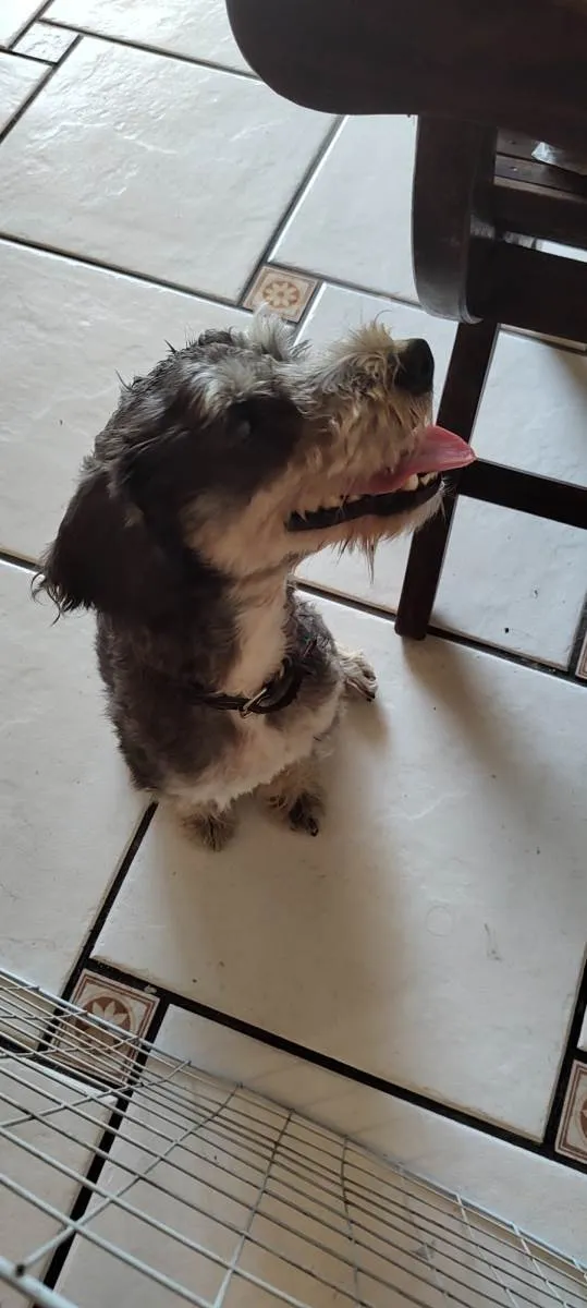 Cachorro ra a Schnauzer  idade  nome Não sabemos o nome 